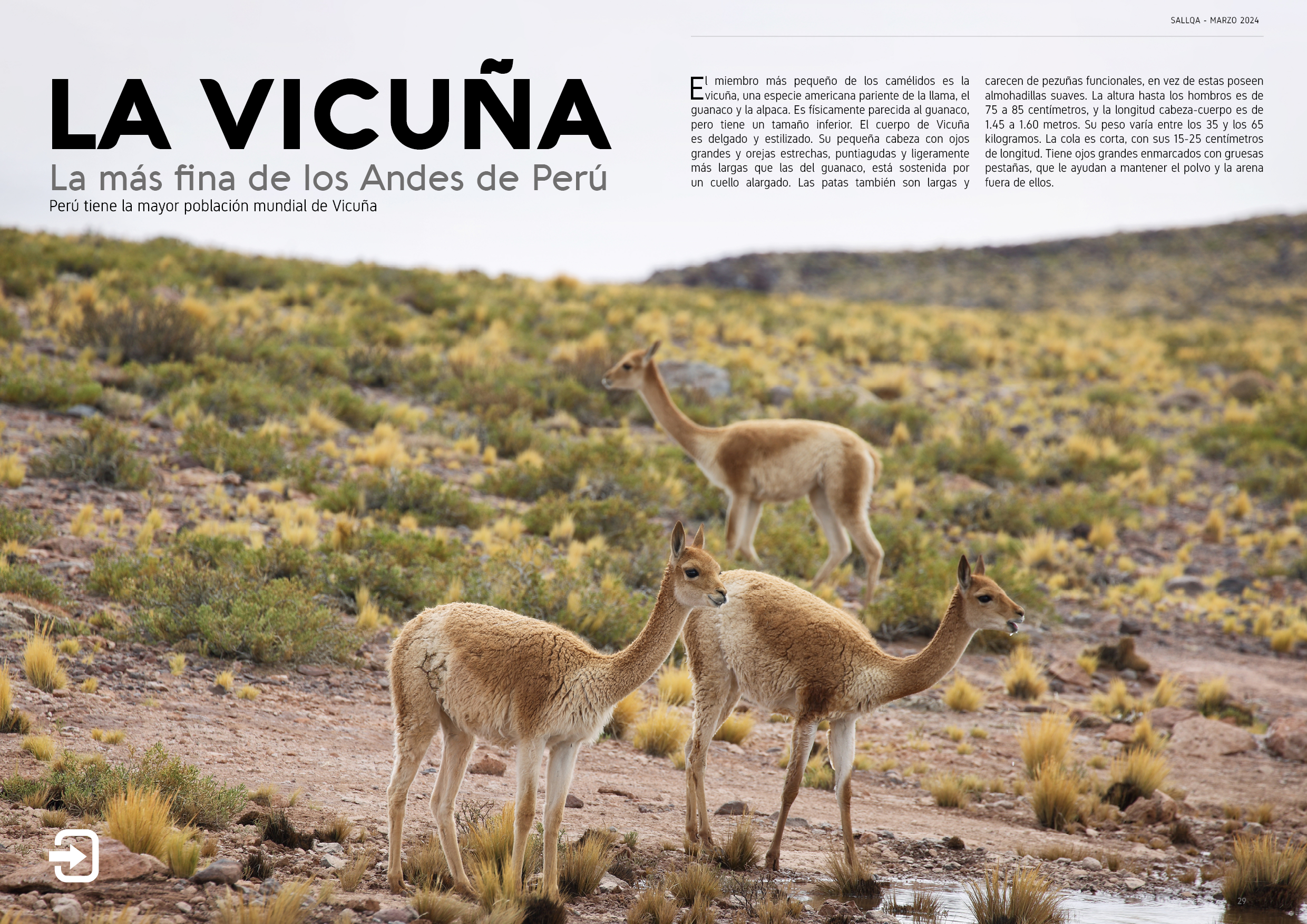 Proyecto Editorial Digital - Idat