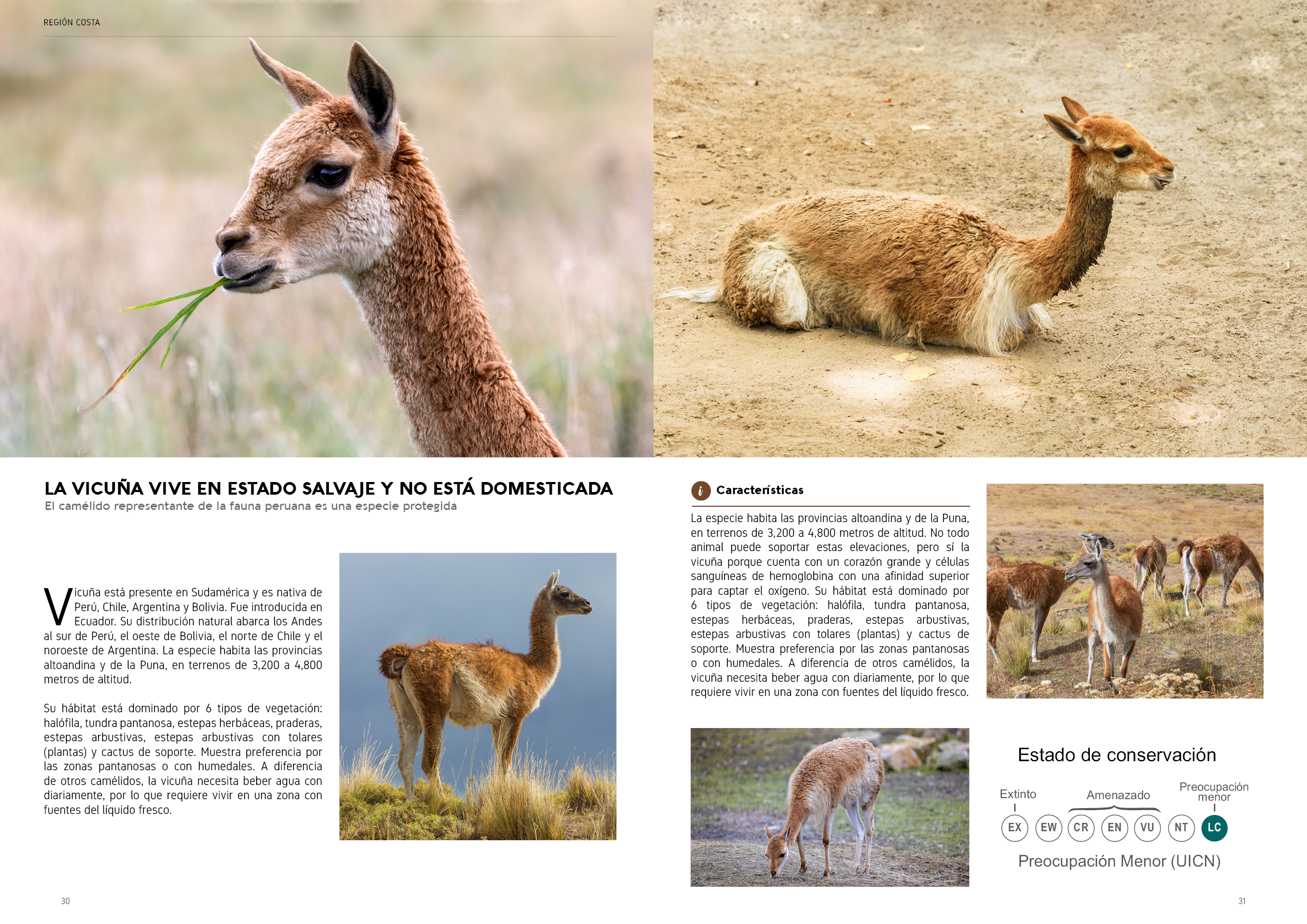 Proyecto Editorial Digital - Idat