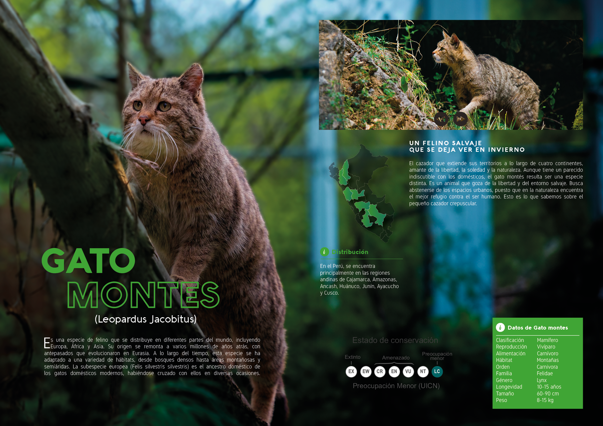 Proyecto Editorial Digital - Idat