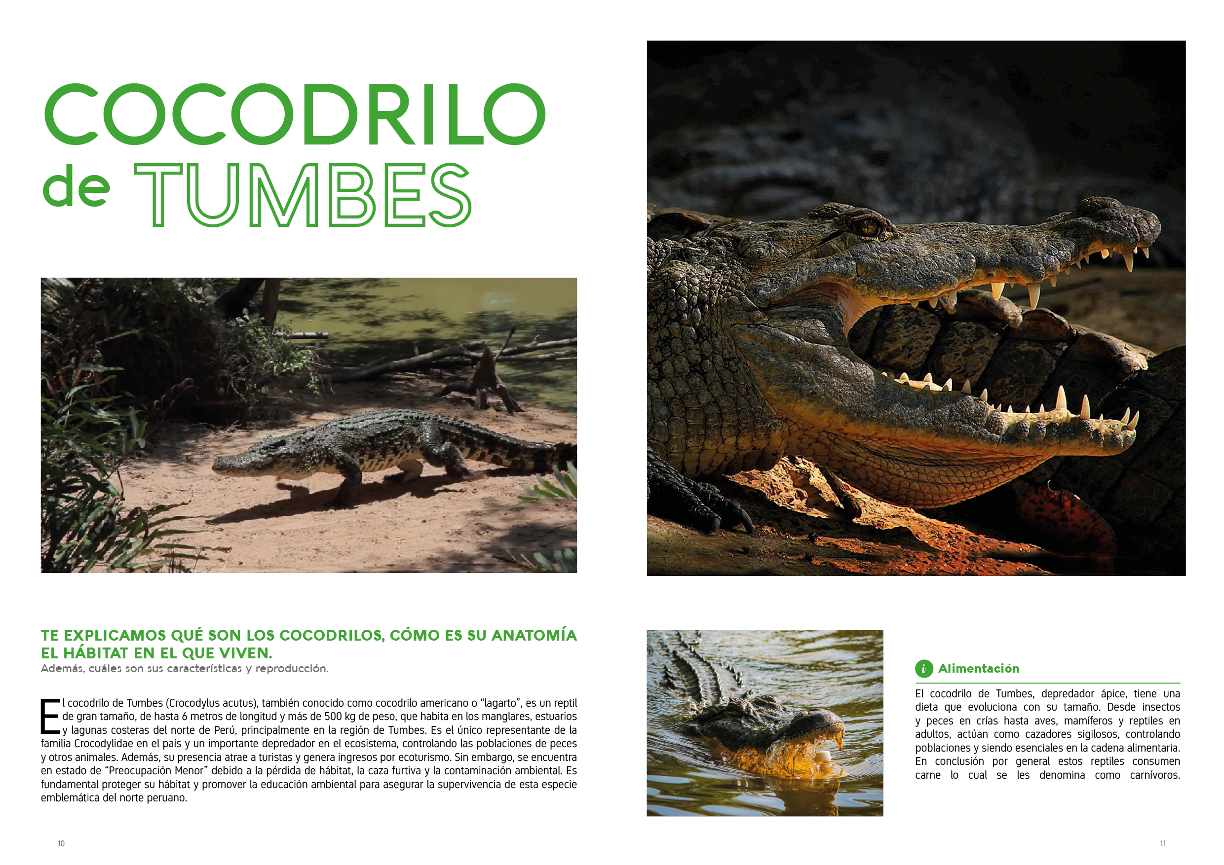 Proyecto Editorial Digital - Idat