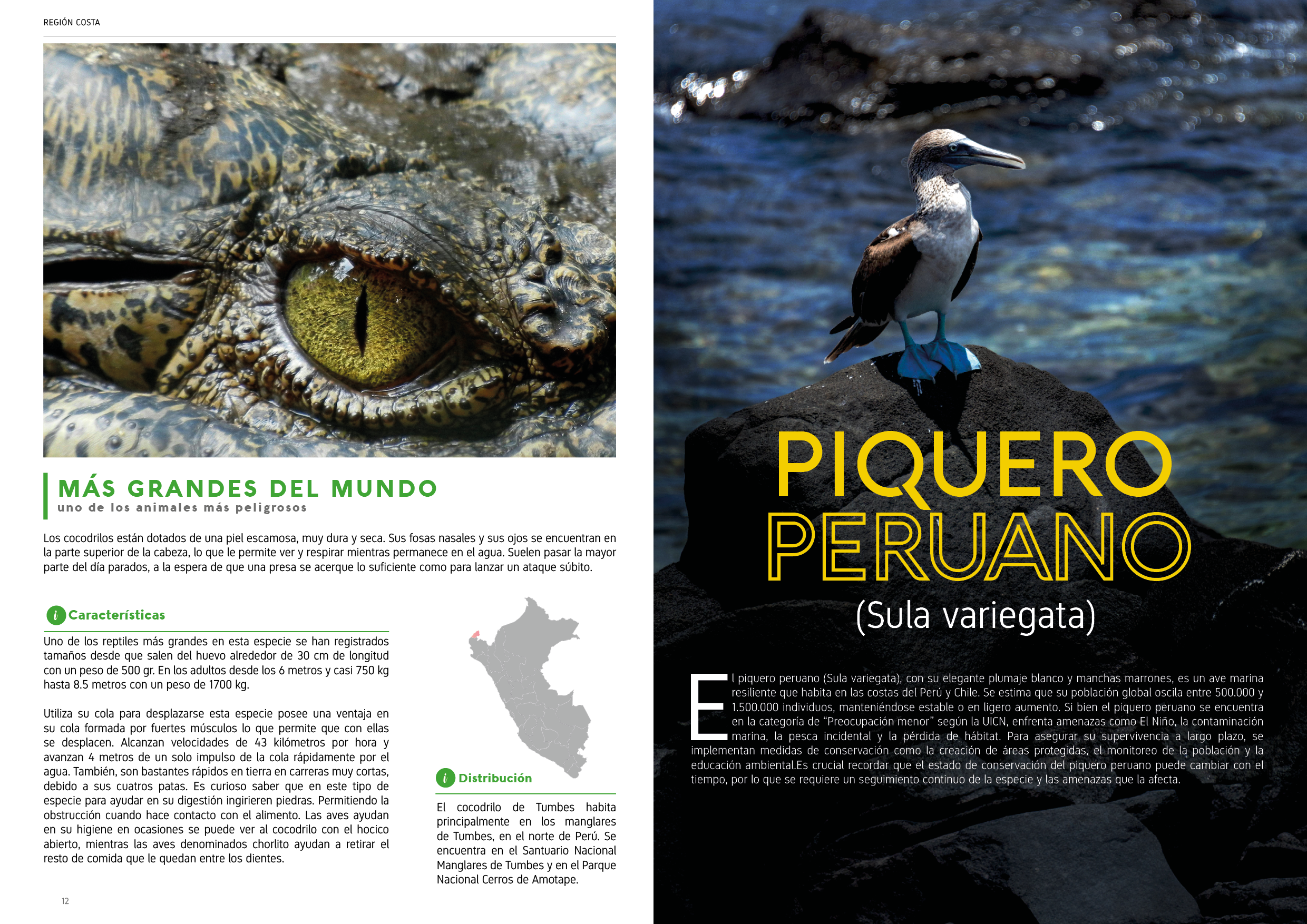 Proyecto Editorial Digital - Idat