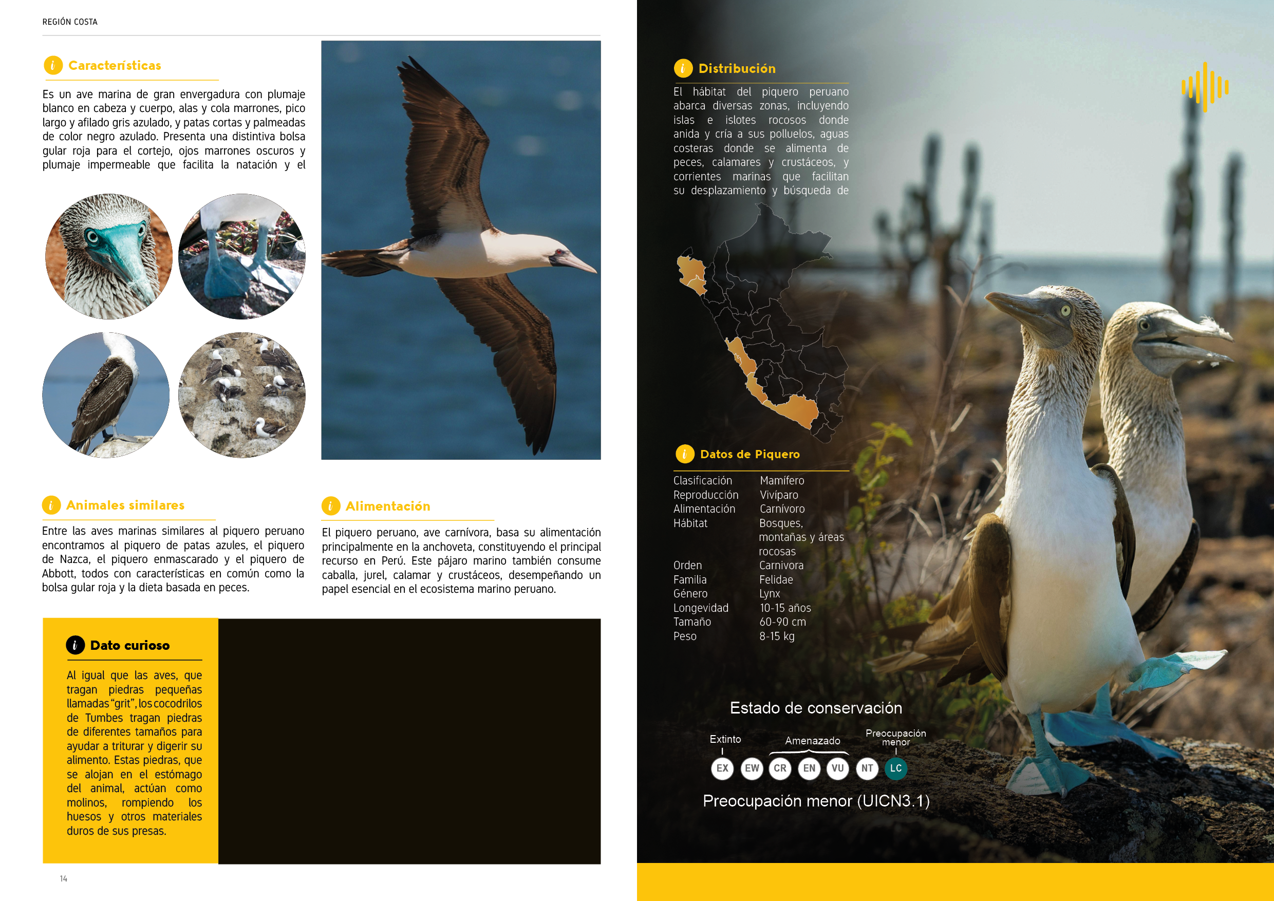 Proyecto Editorial Digital - Idat