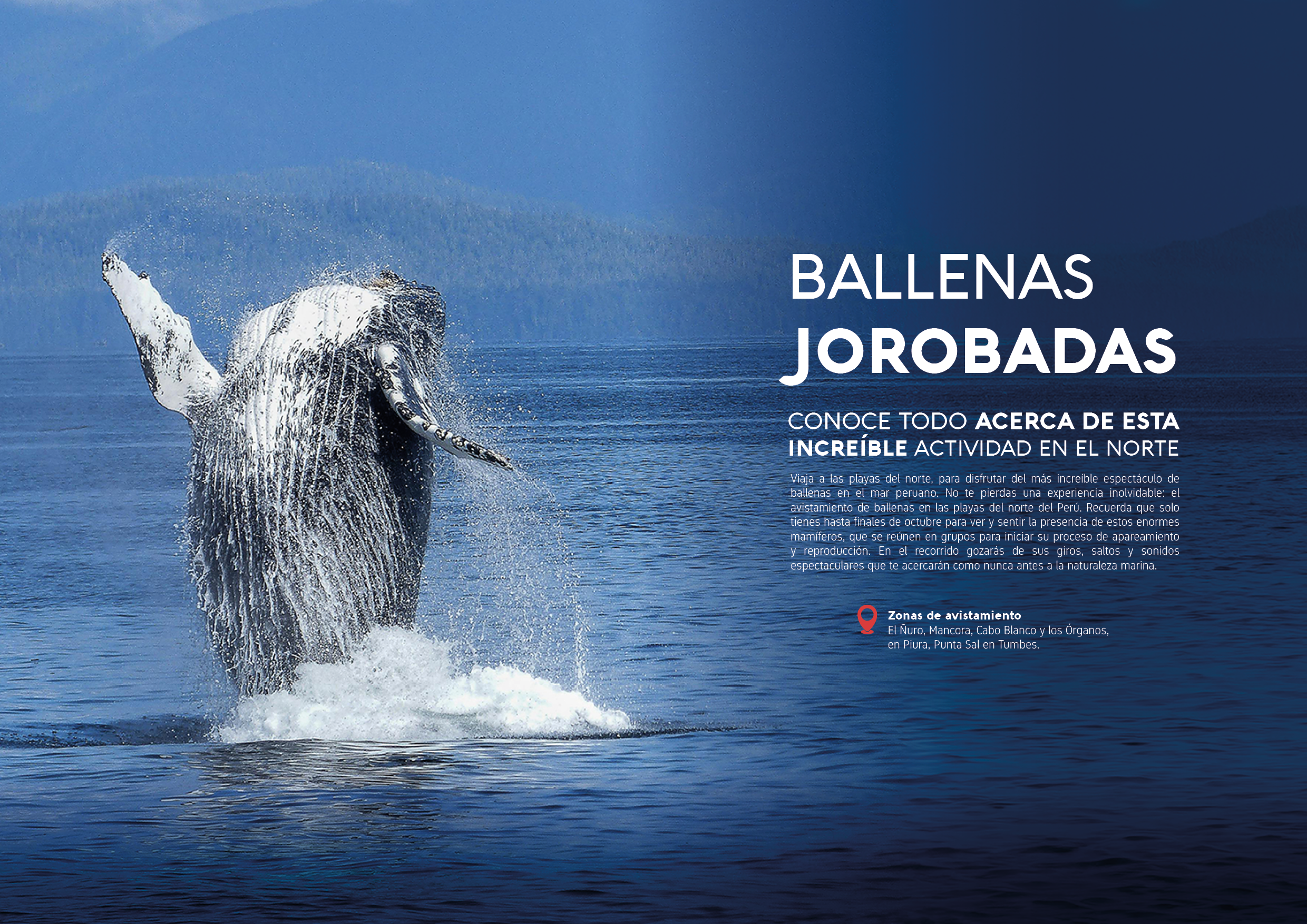 Proyecto Editorial Digital - Idat